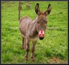 burro.jpg burro.jpg