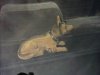 perro2.jpg