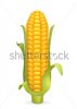 corn-vector.jpg