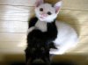 black-vs-white-kittens.jpg
