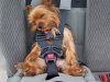 cinturon-seguridad-mascotas.jpg