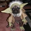 yoda-dog-costume.jpg
