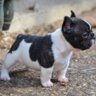 Frenchi